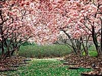 Datça Badem Çiçeği Festivali Turu